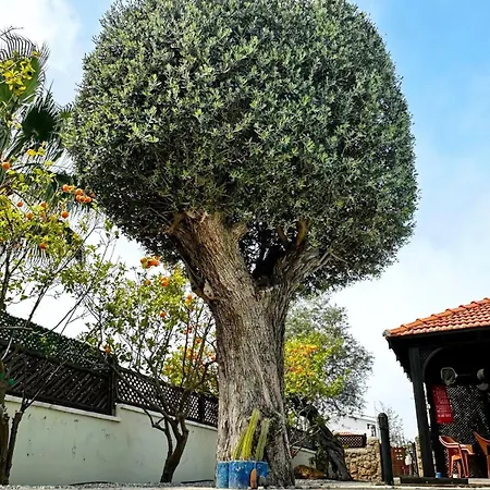 Cheerful And Cozy With Pool And Fireplace 펜션 Athalassa