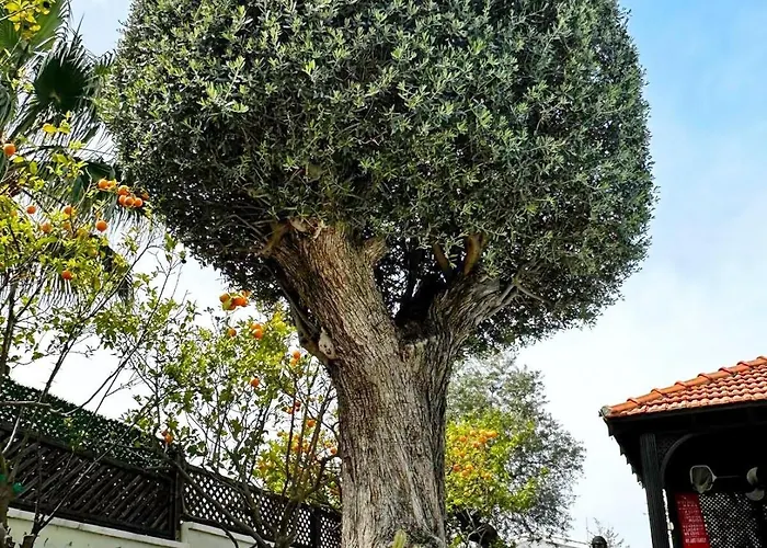 Cheerful And Cozy With Pool And Fireplace Prázdninový dům Athalassa